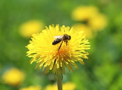 Bee on a flower Fotos de archivo