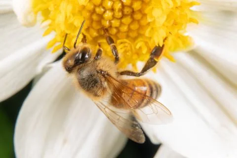 Bee on a flower Stock Photos