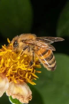 Bee on a flower Foto stock