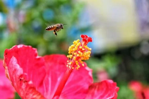 Bee on a flower	 Stock Photos
