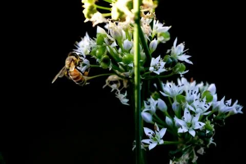 Bee on flower 写真素材