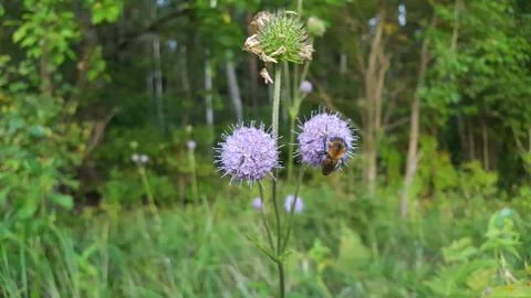 Bee on a flower Foto stock