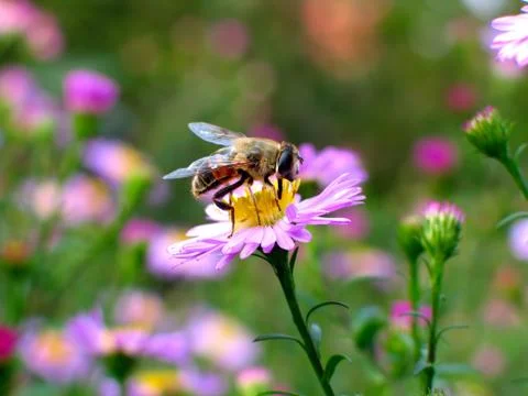 Bee on the flower Stock Photos