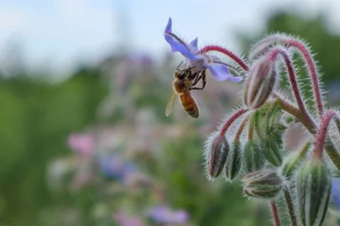 Bee on Flower Foto stock