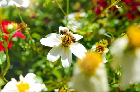 Bee on a flower Stock Photos