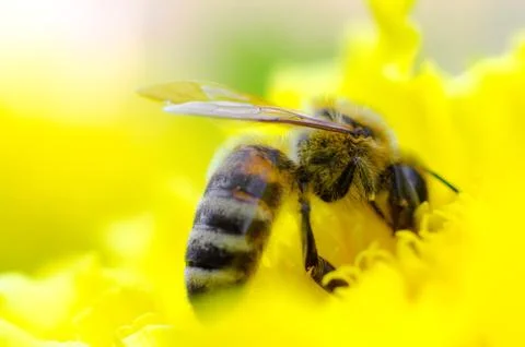 Bee on a flower Stock Photos