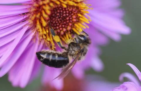 Bee on a flower Stock Photos