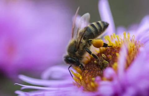 Bee on a flower Stock Photos