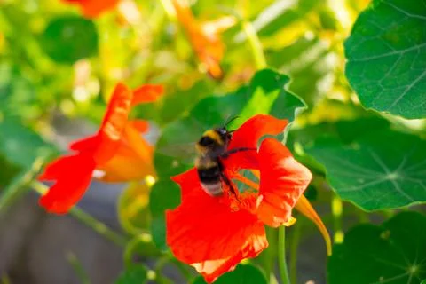 Bee on a flower Stock Photos