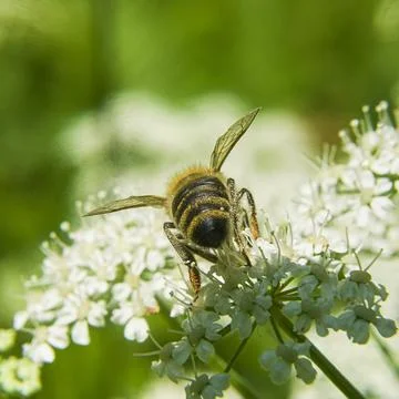 The Bee on a flower Stock Photos