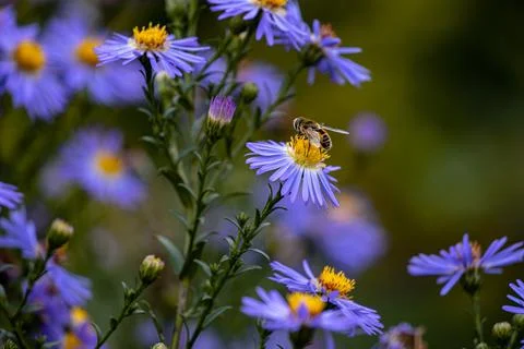 A bee on a flower. Stock Photos