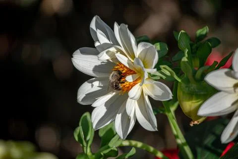 A bee on a flower. Stock Photos