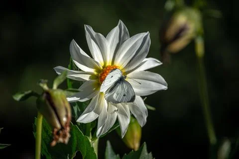 A bee on a flower. Stock Photos