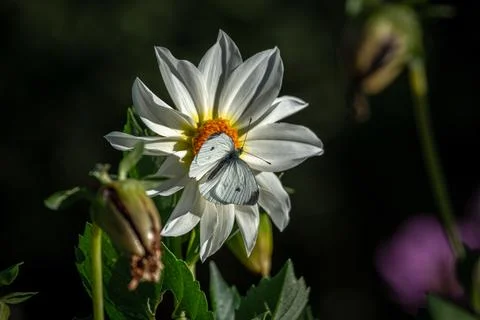 A bee on a flower. Stock Photos