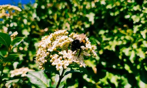 Bee on a flower Stock Photos