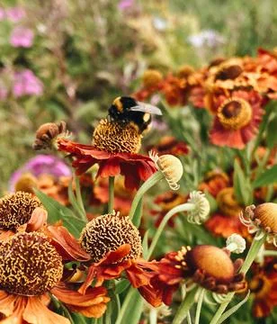 Bee on flower Stock Photos
