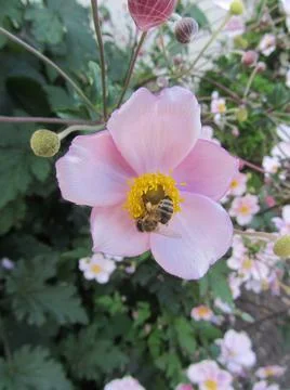 Bee on Flower Foto stock