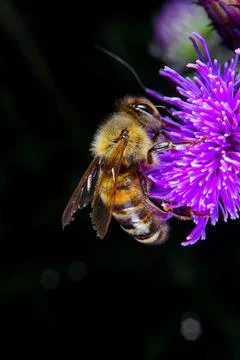 Bee on a flower Stock Photos