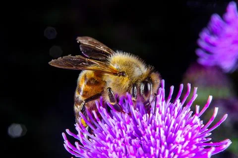 Bee on a flower Stock Photos