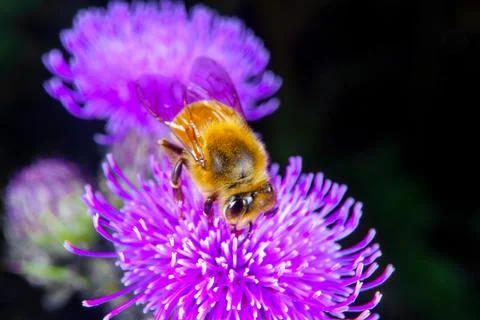 Bee on a flower Stock Photos