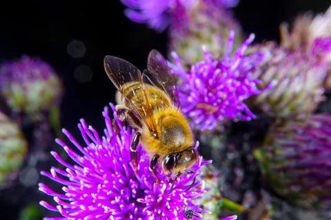 Bee on a flower Stock Photos