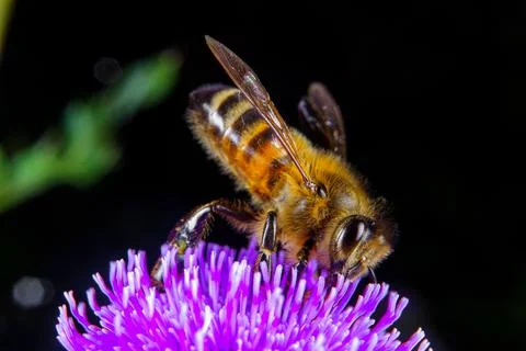 Bee on a flower Stock Photos