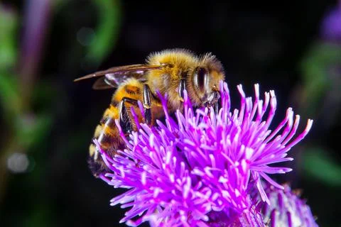 Bee on a flower Stock Photos