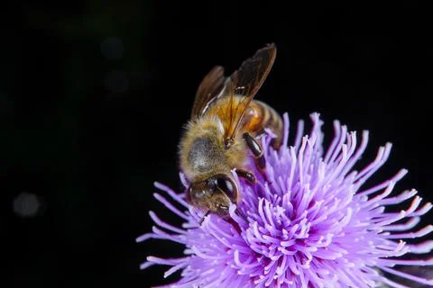 Bee on a flower Stock Photos
