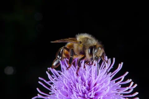 Bee on a flower Stock Photos