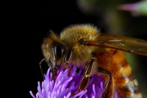 Bee on a flower Stock Photos