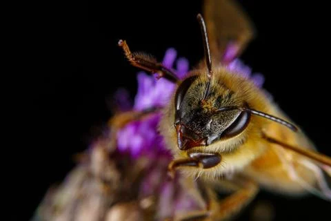 Bee on a flower Stock Photos