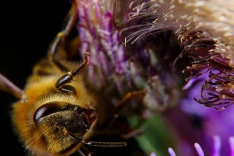 Bee on a flower Stock Photos