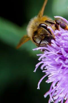 Bee on a flower Stock Photos