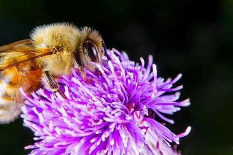 Bee on a flower 写真素材