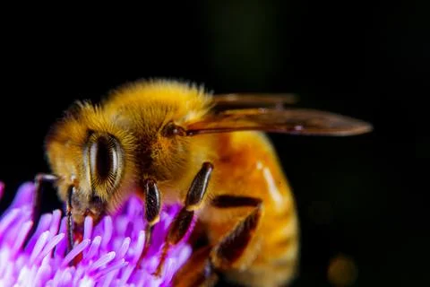 Bee on a flower Stock Photos