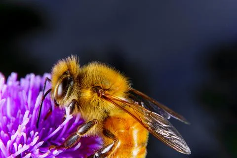 Bee on a flower Stock Photos