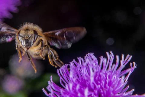 Bee on a flower Stock Photos