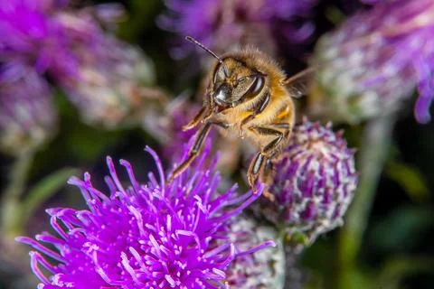Bee on a flower Foto stock