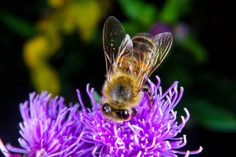 Bee on a flower Stock Photos