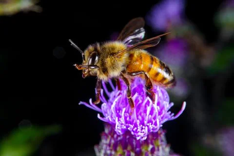 Bee on a flower Stock Photos