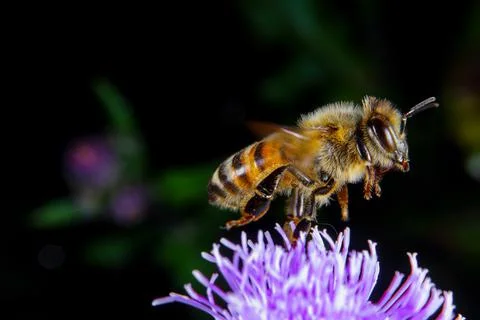 Bee on a flower Stock Photos