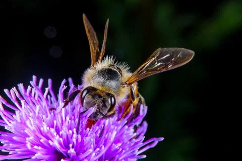 Bee on a flower Stock Photos