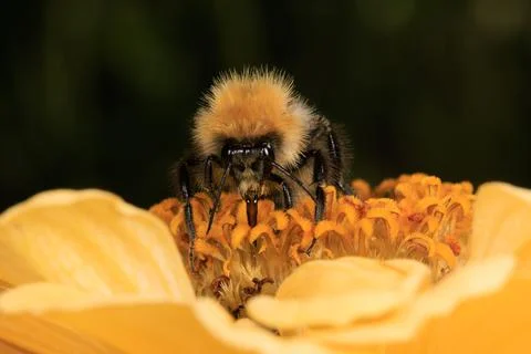 Bee on a flower 写真素材