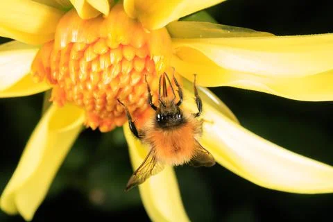 Bee on a flower Stock Photos