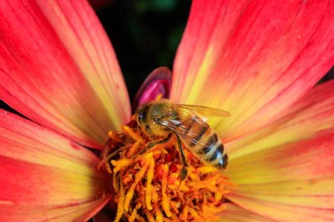 Bee on a flower Stock Photos
