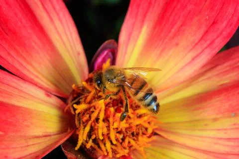 Bee on a flower Foto stock