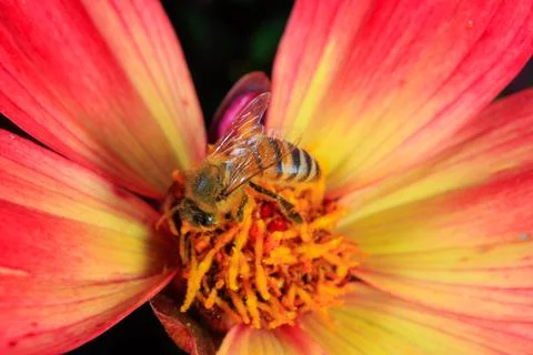 Bee on a flower Stock Photos