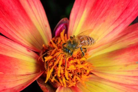 Bee on a flower Stock Photos