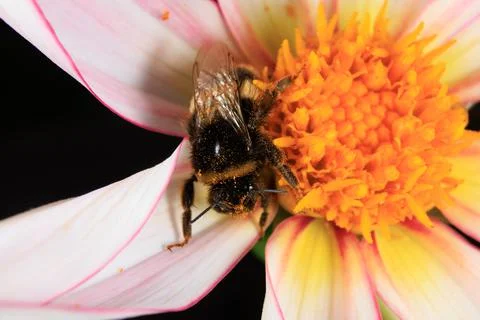 Bee on a flower Stock Photos