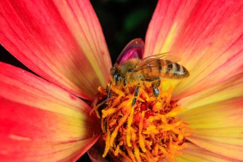 Bee on a flower Stock Photos